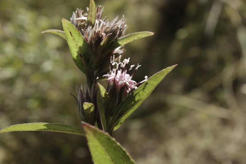 Lagascea rigida var. rigida photo 3