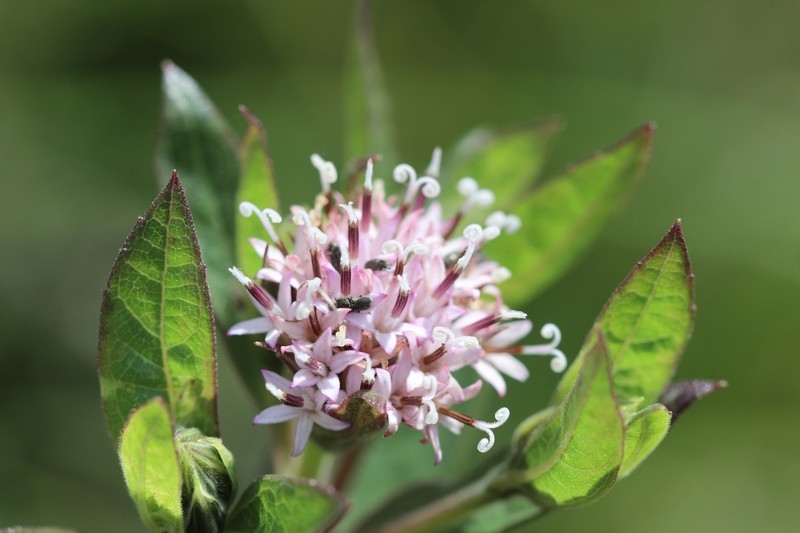 Lagascea rigida var. rigida photo 4