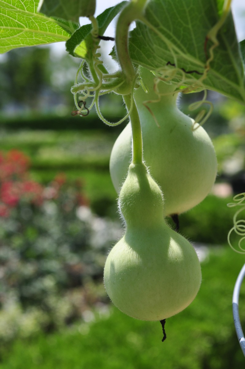 Bottle Gourd photo 2