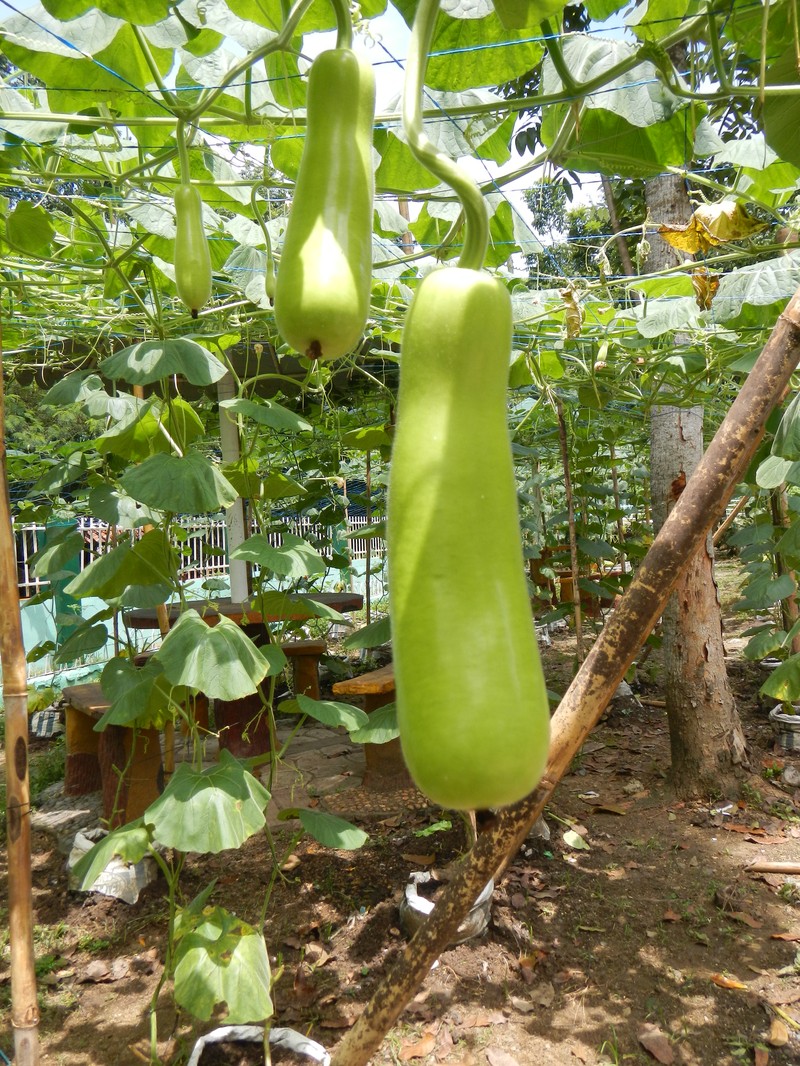 Bottle Gourd photo 3