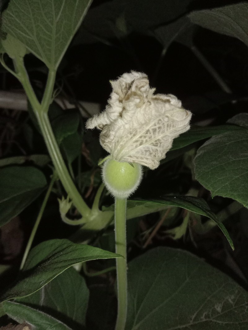 Bottle Gourd photo 4