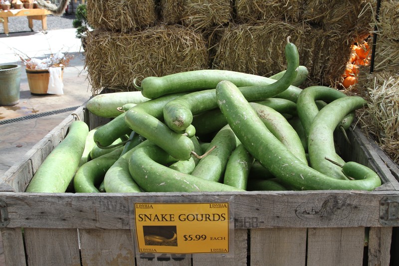 Bottle Gourd photo 6