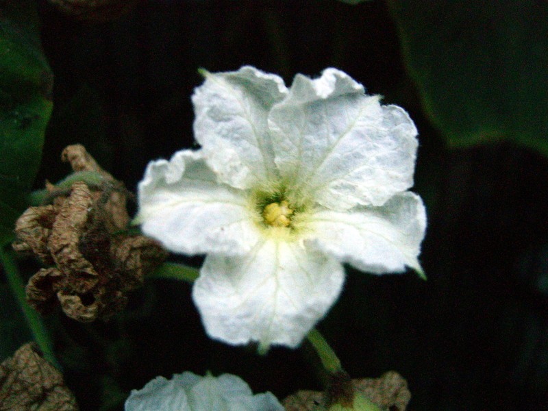 Bottle Gourd photo 7