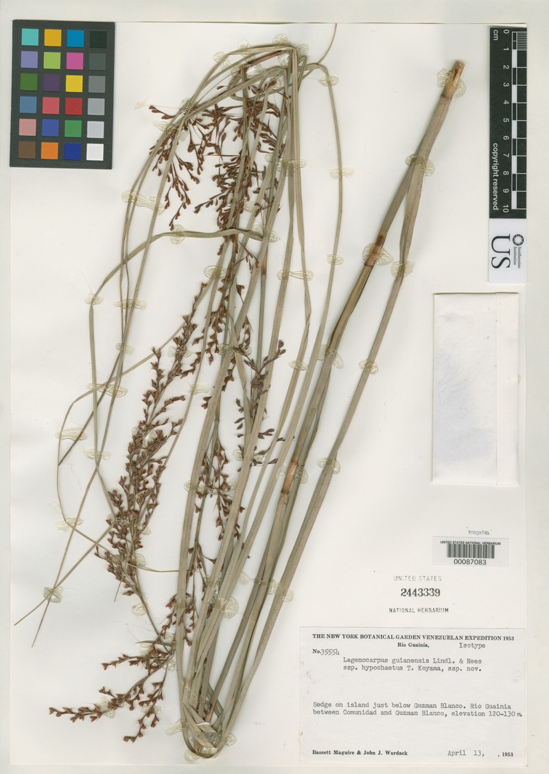 Burr Sedge