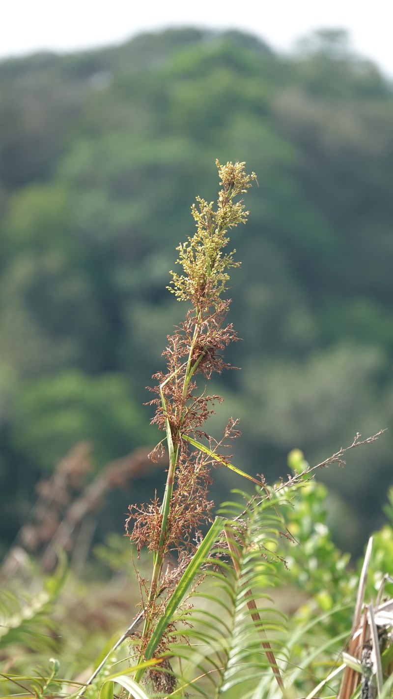 Burr Sedge photo 3