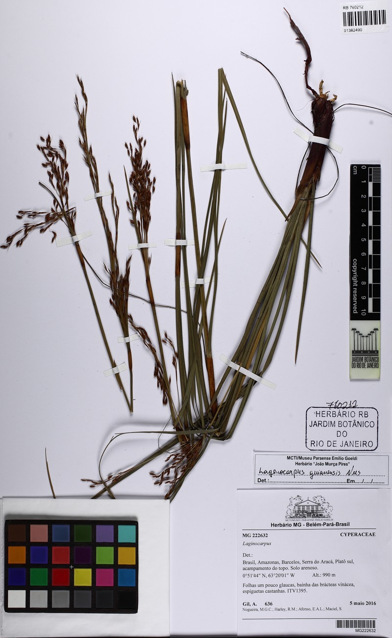 Burr Sedge photo 5