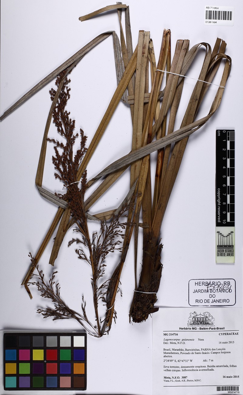 Burr Sedge photo 6