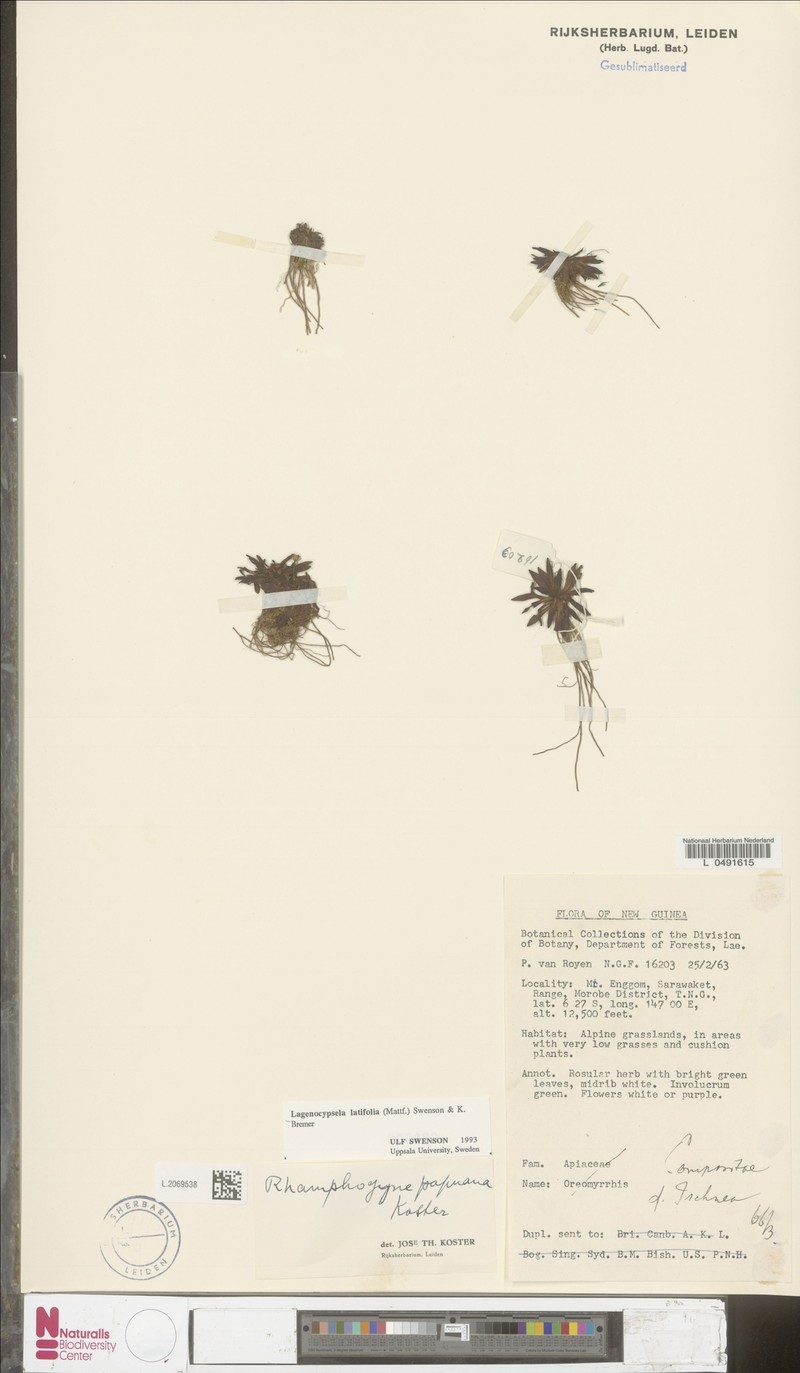 Lagenocypsela latifolia