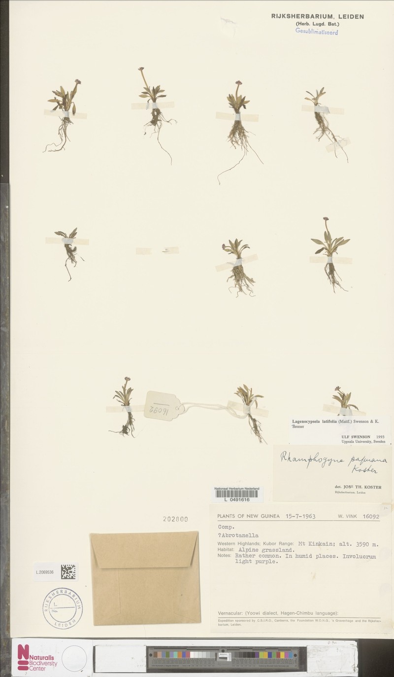 Lagenocypsela latifolia photo 2