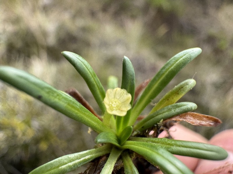 Lagenocypsela papuana