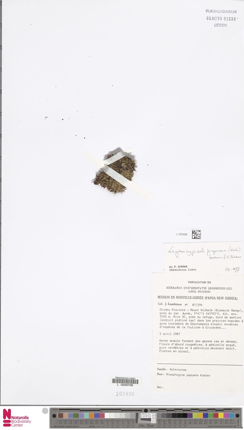 Lagenocypsela papuana photo 3
