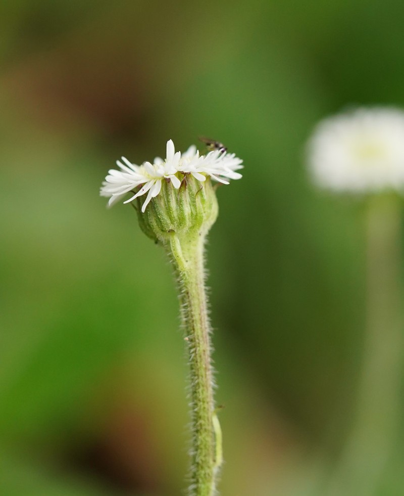Lagenophora adenosa