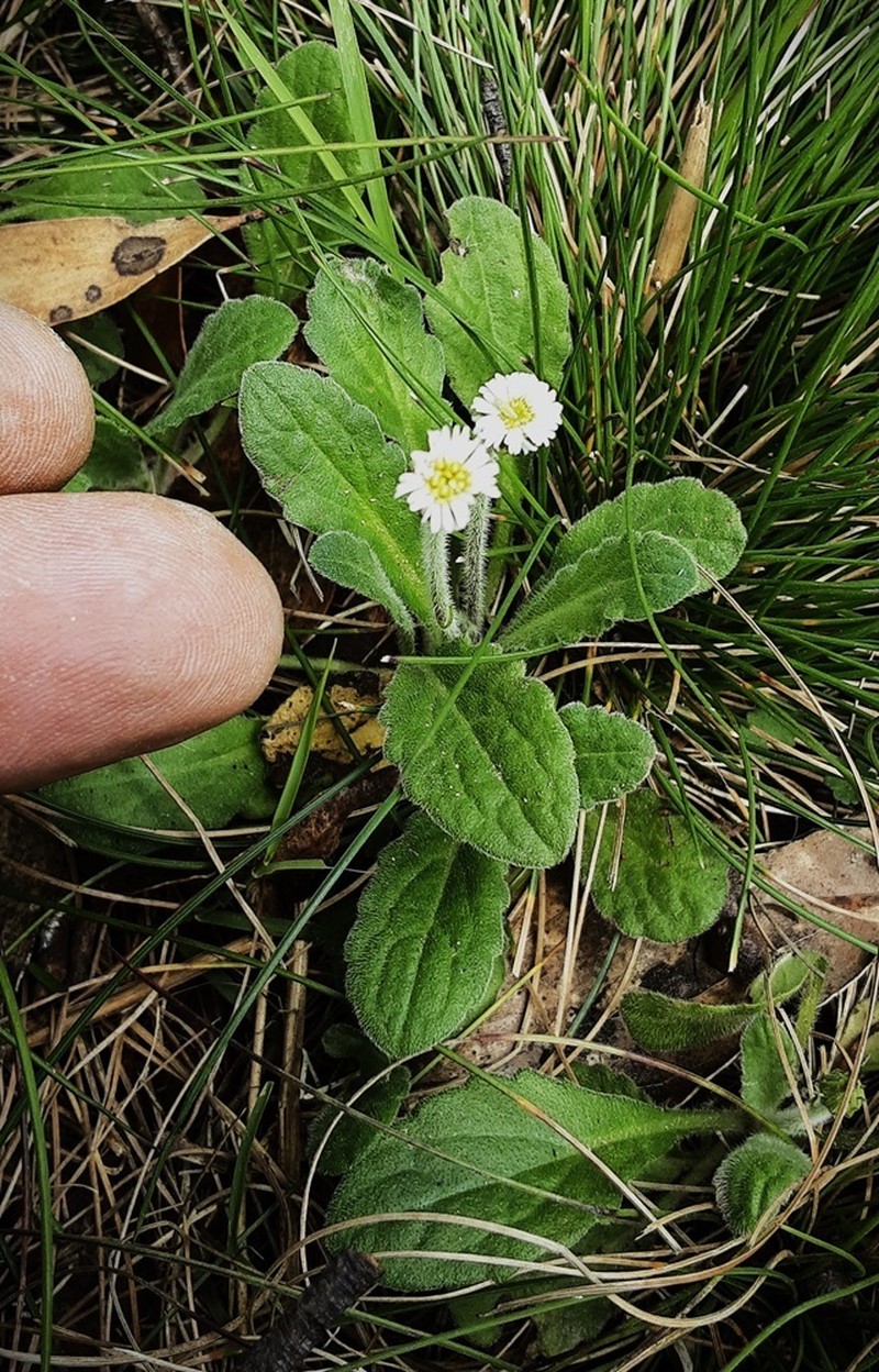 Lagenophora adenosa photo 2