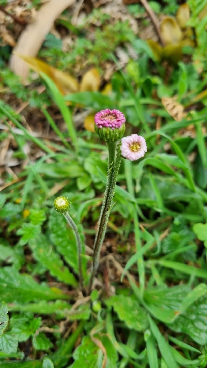 Lagenophora adenosa photo 3