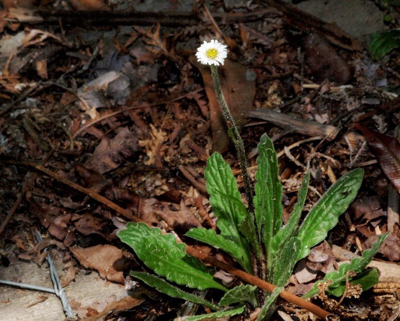 Lagenophora adenosa photo 4