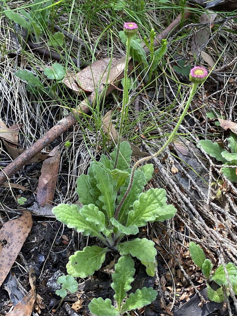 Lagenophora adenosa photo 5