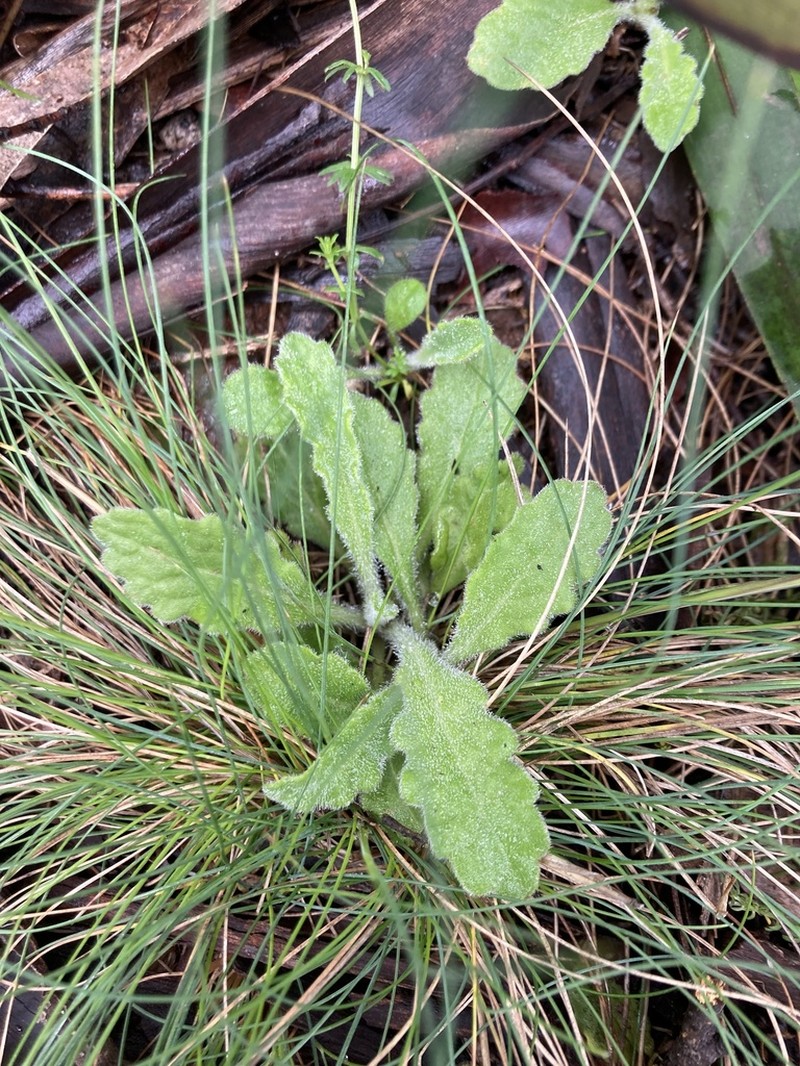 Lagenophora adenosa photo 6