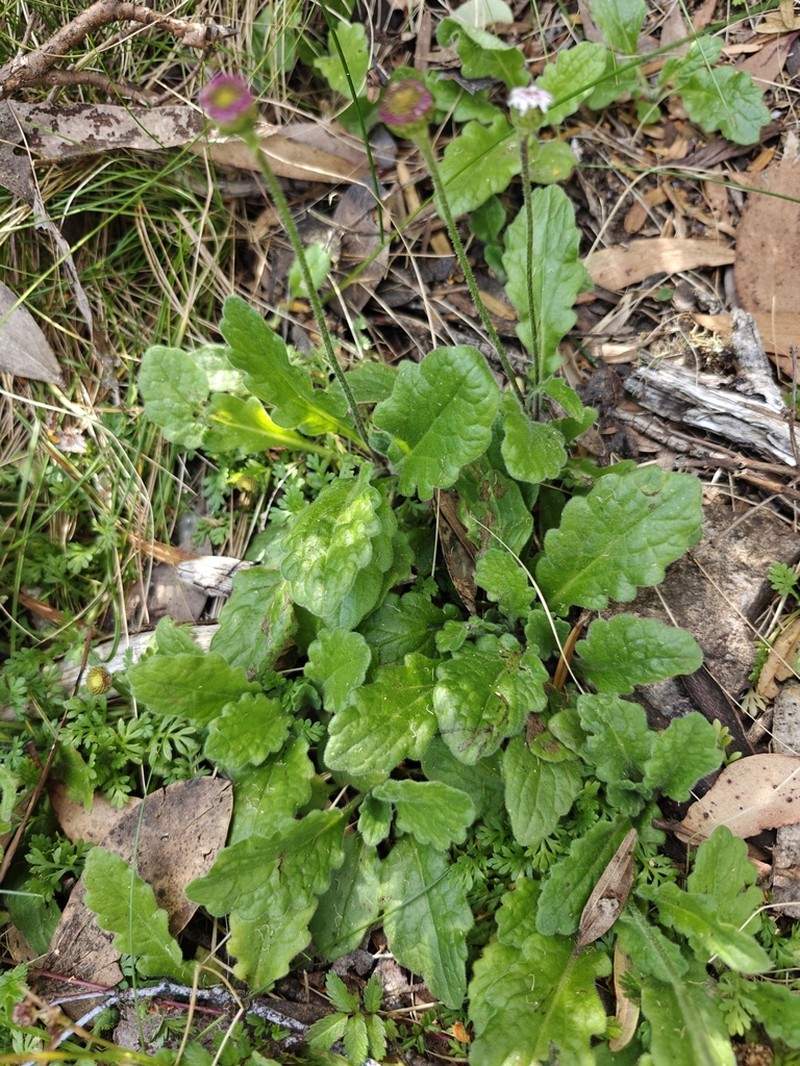 Lagenophora adenosa photo 8