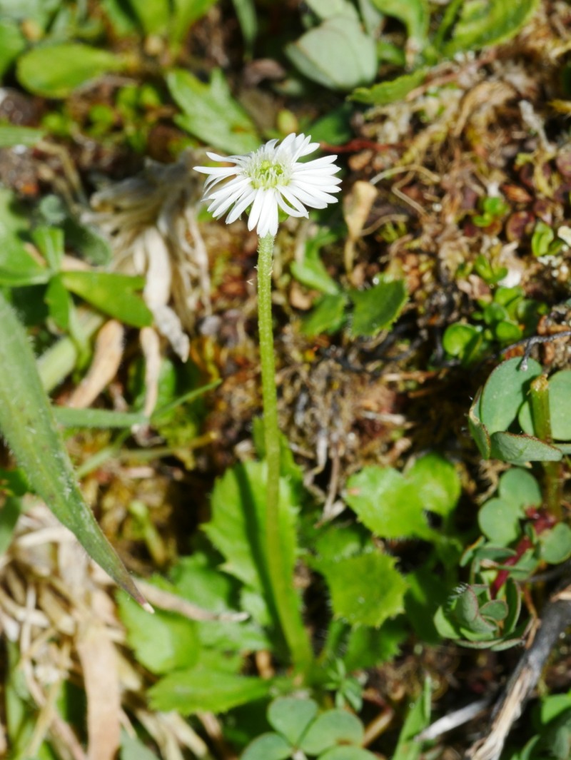 Lagenophora barkeri photo 3