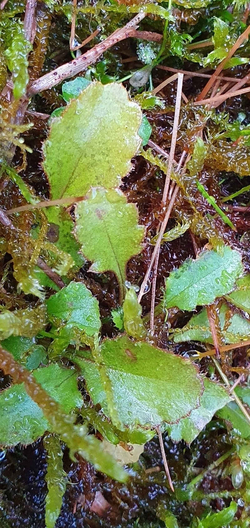 Lagenophora barkeri photo 4