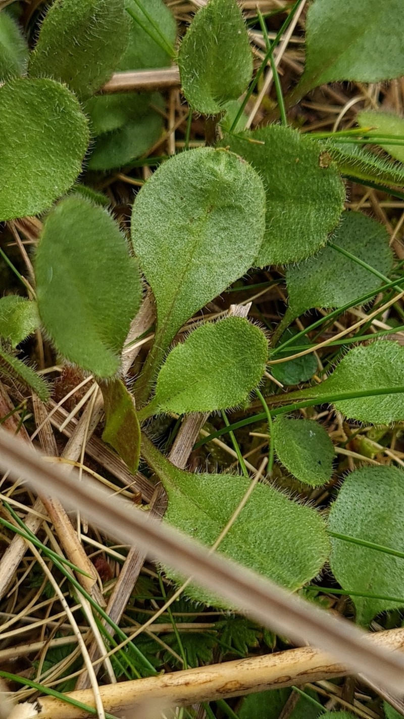 Lagenophora barkeri photo 5