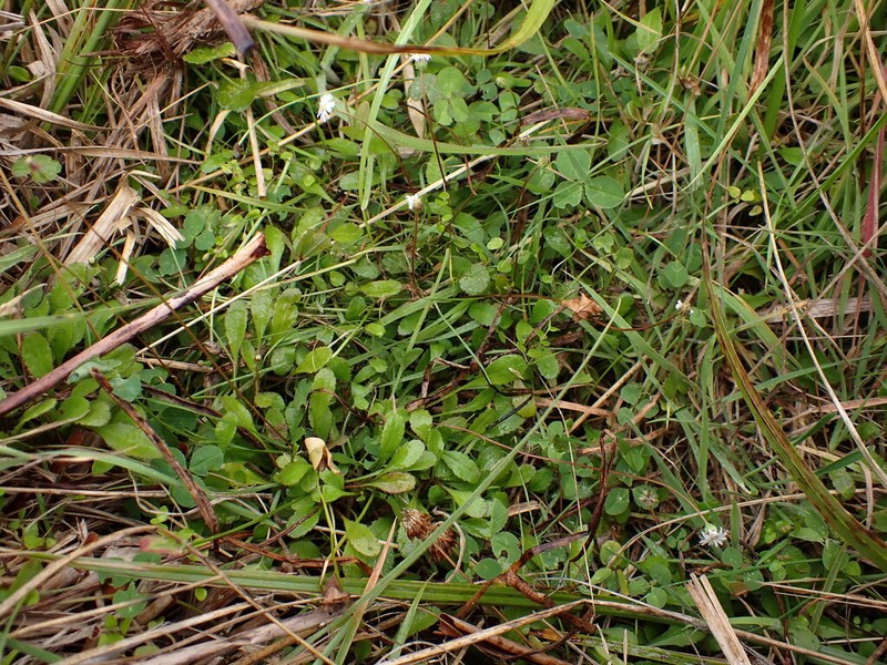 Lagenophora barkeri photo 7