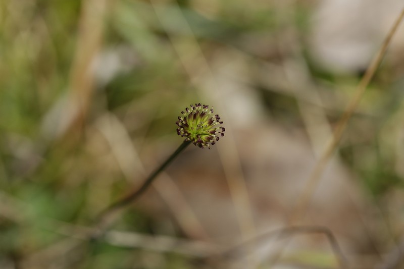 Lagenophora brachyglossa