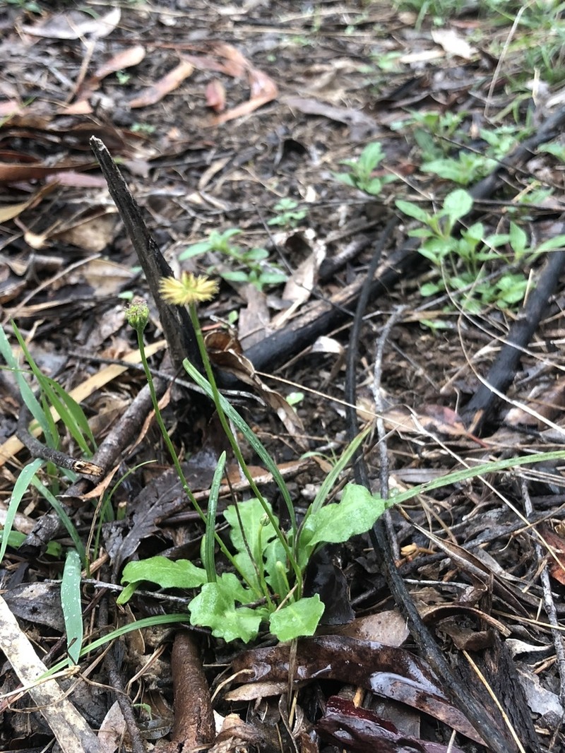 Lagenophora brachyglossa photo 2