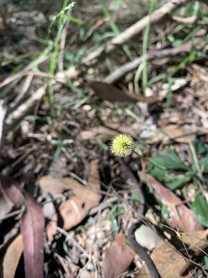 Lagenophora brachyglossa photo 3
