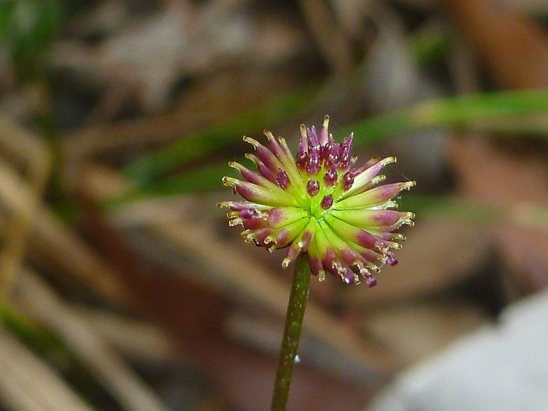 Lagenophora brachyglossa photo 4