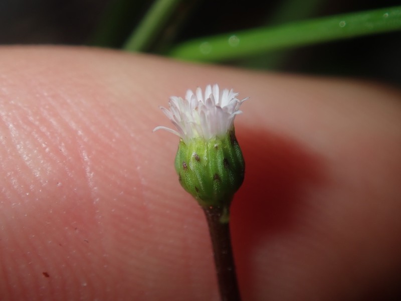 Lagenophora brachyglossa photo 5