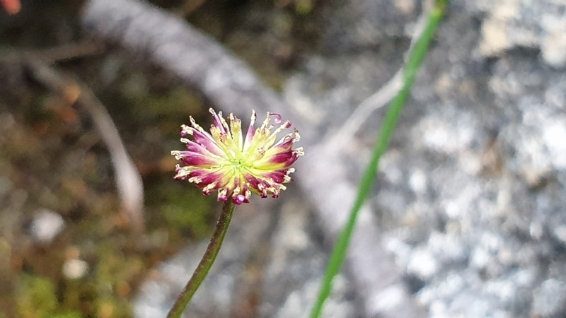 Lagenophora brachyglossa photo 6