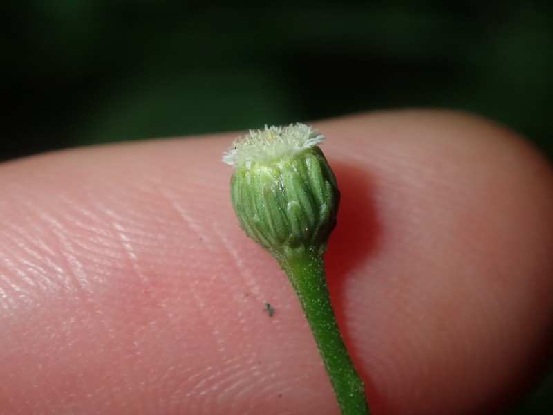 Lagenophora brachyglossa photo 8