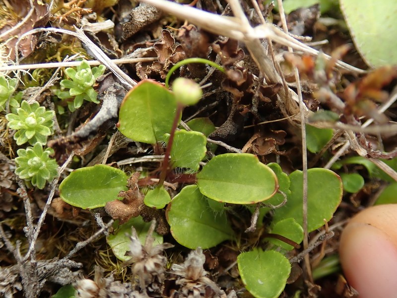 Lagenophora cuneata