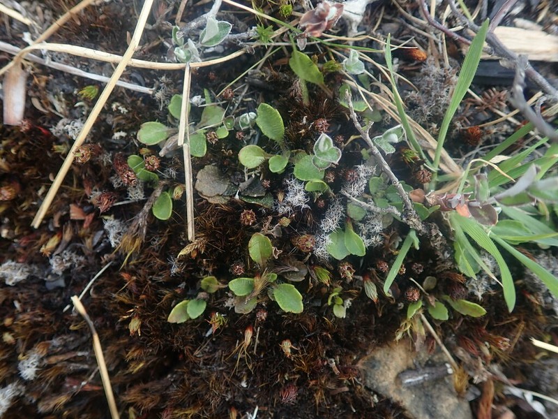 Lagenophora cuneata photo 2