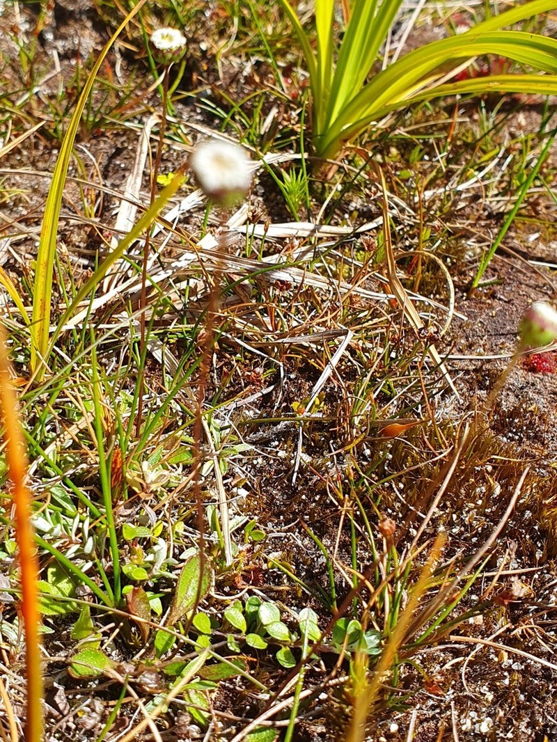 Lagenophora cuneata photo 3