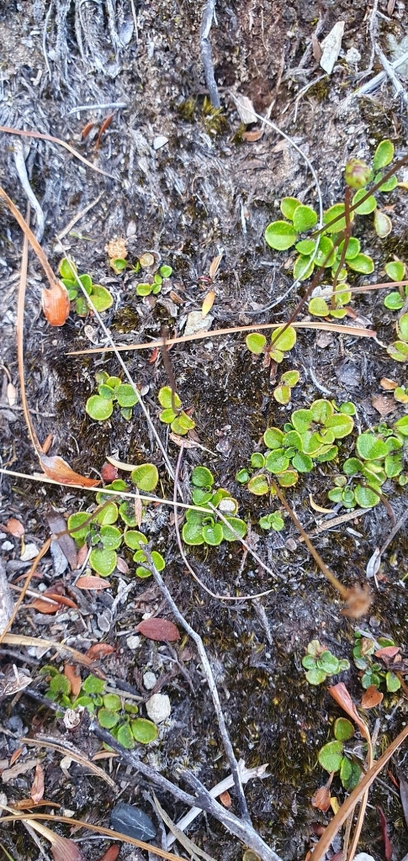 Lagenophora cuneata photo 4