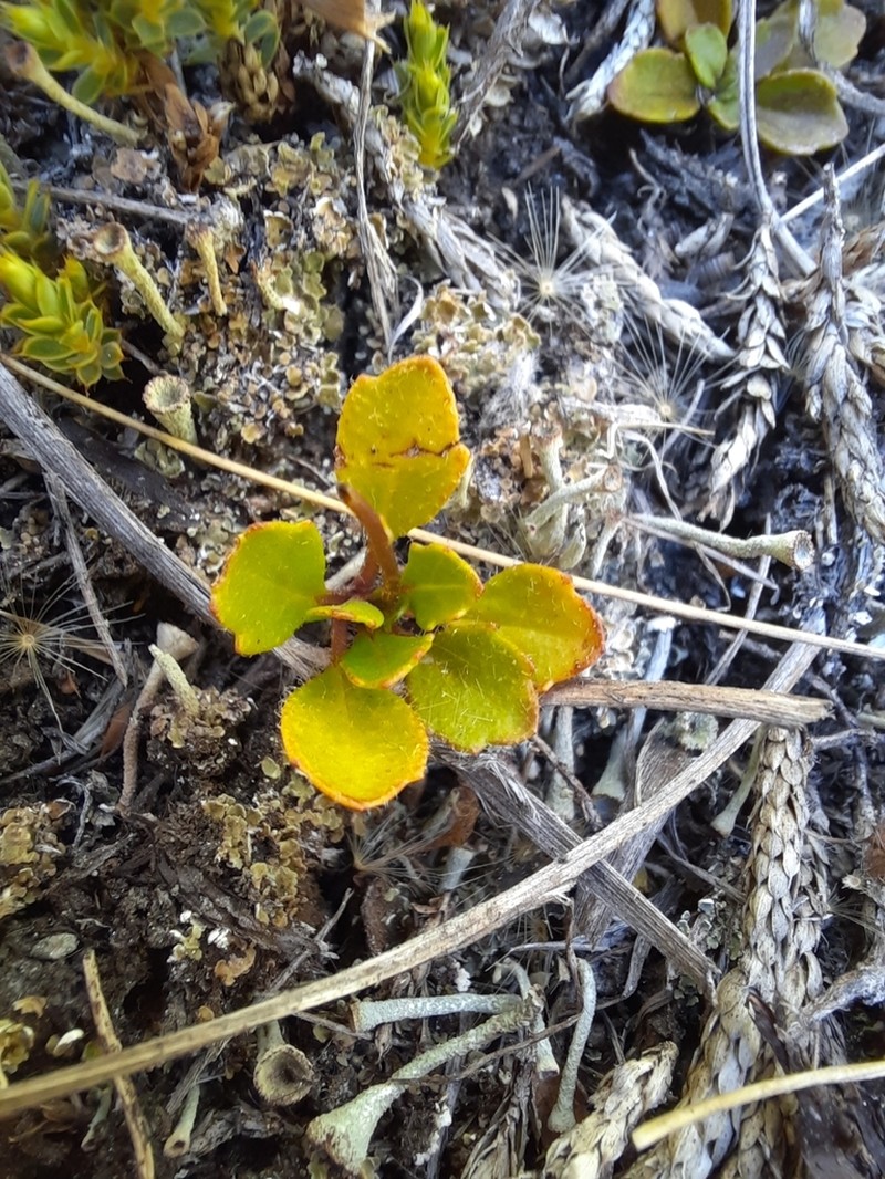 Lagenophora cuneata photo 5