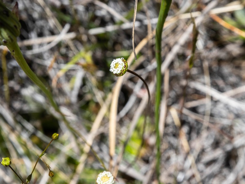 Lagenophora cuneata photo 6