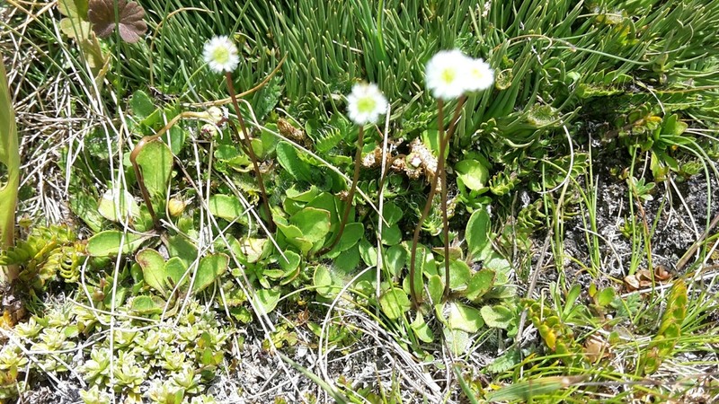 Lagenophora cuneata photo 7