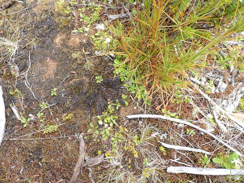 Lagenophora cuneata photo 8