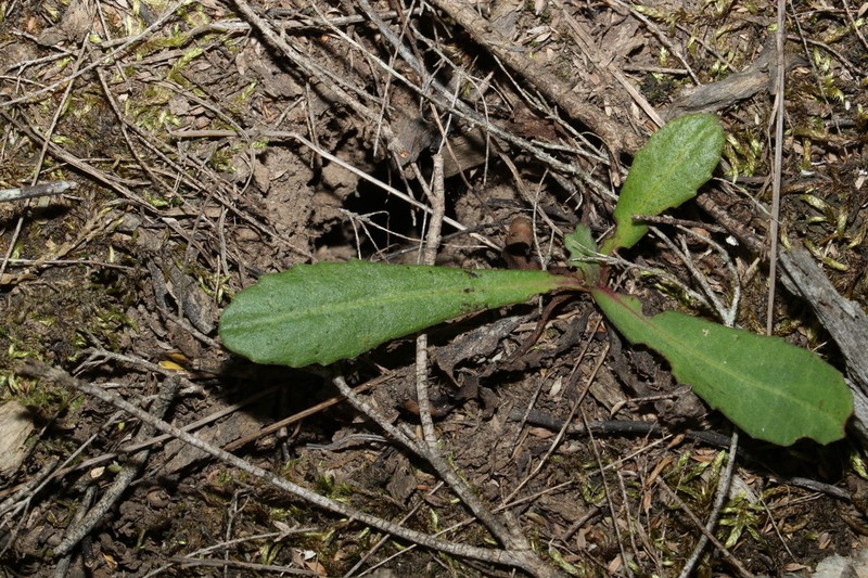 Lagenophora fimbriata