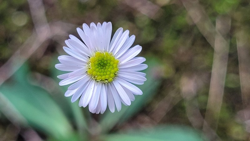 Lagenophora fimbriata photo 2