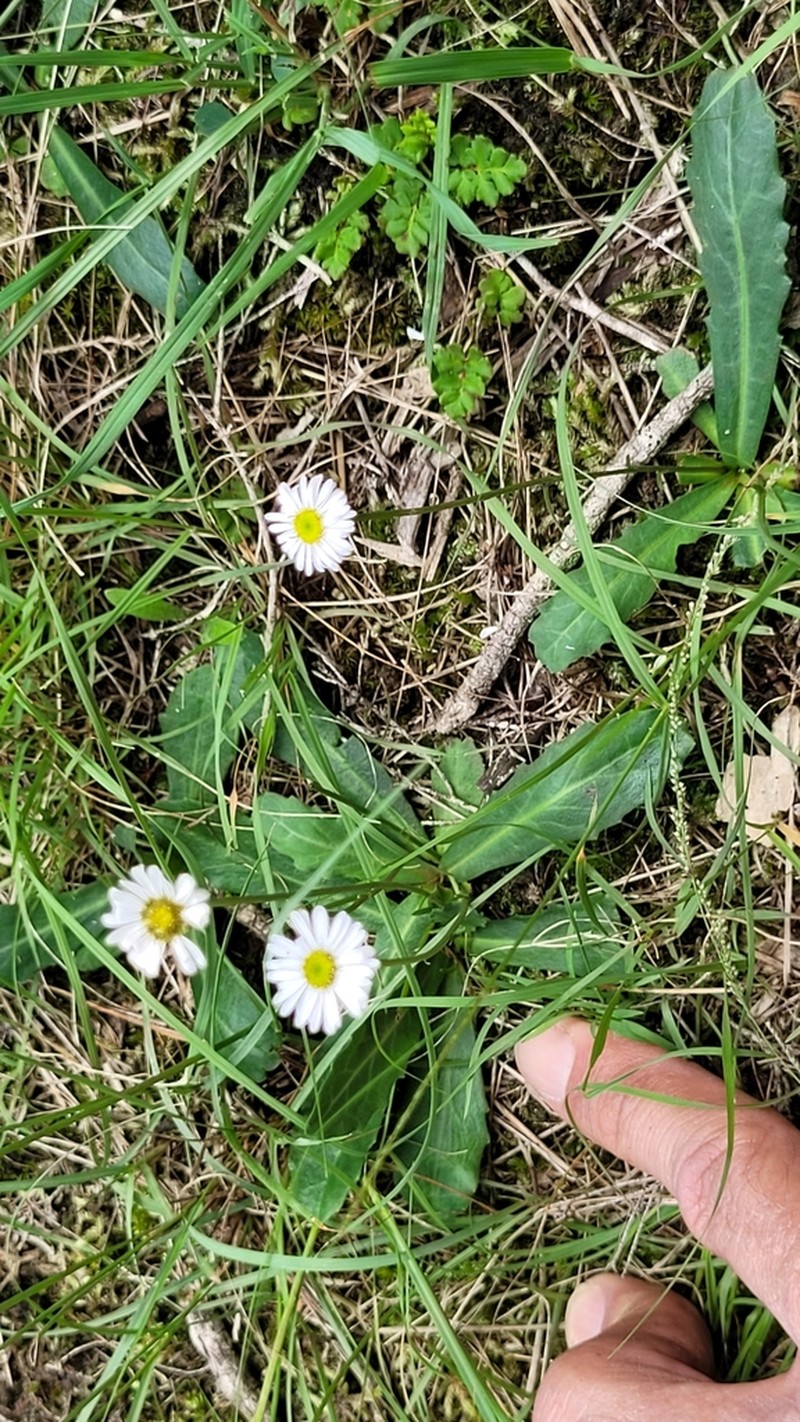 Lagenophora fimbriata photo 3