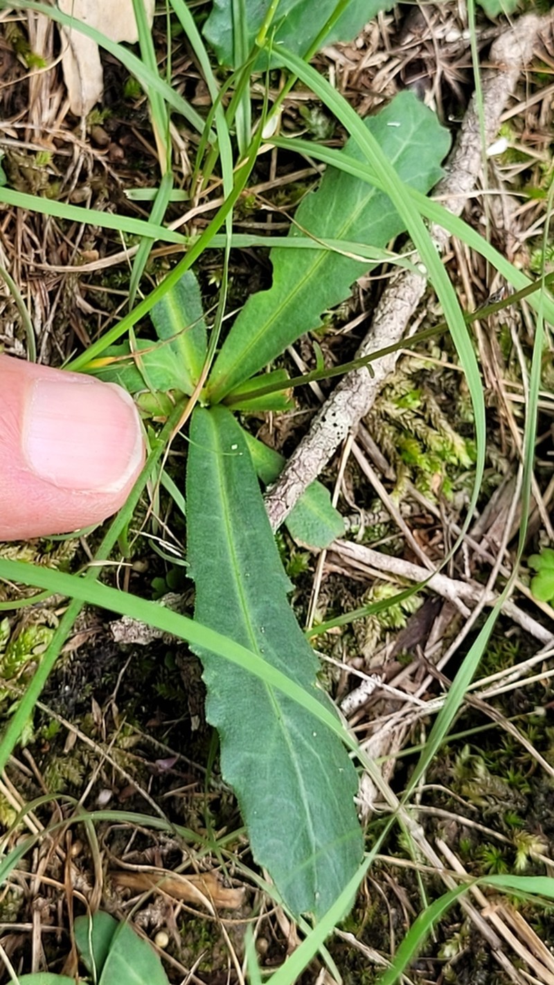 Lagenophora fimbriata photo 4