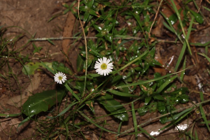 Lagenophora fimbriata photo 5