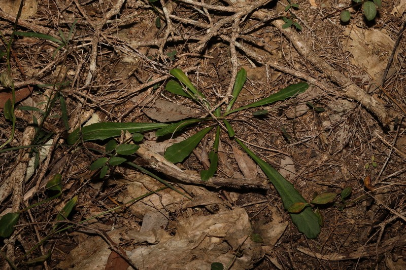 Lagenophora fimbriata photo 6