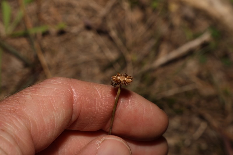 Lagenophora fimbriata photo 7