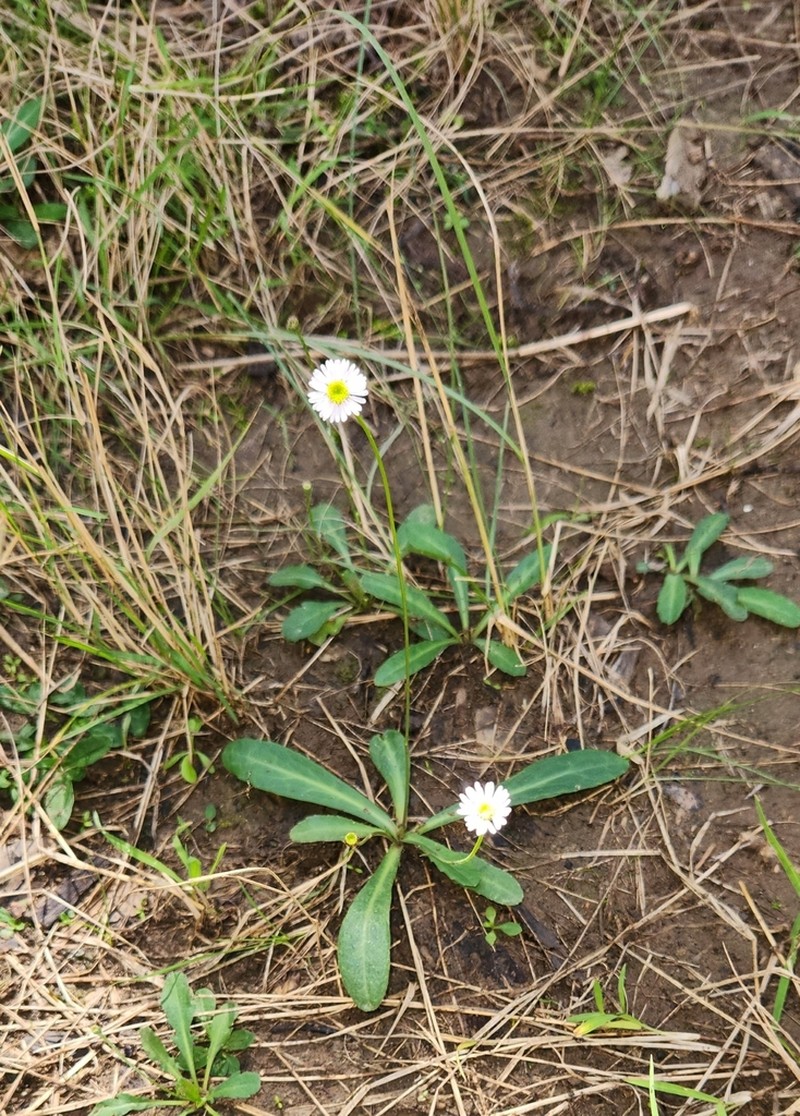 Lagenophora fimbriata photo 8