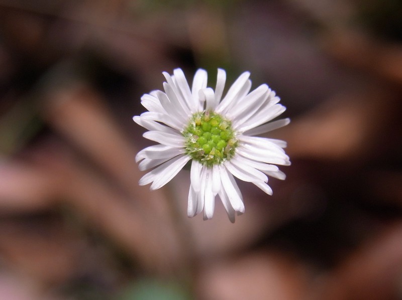 Lagenophora gracilis